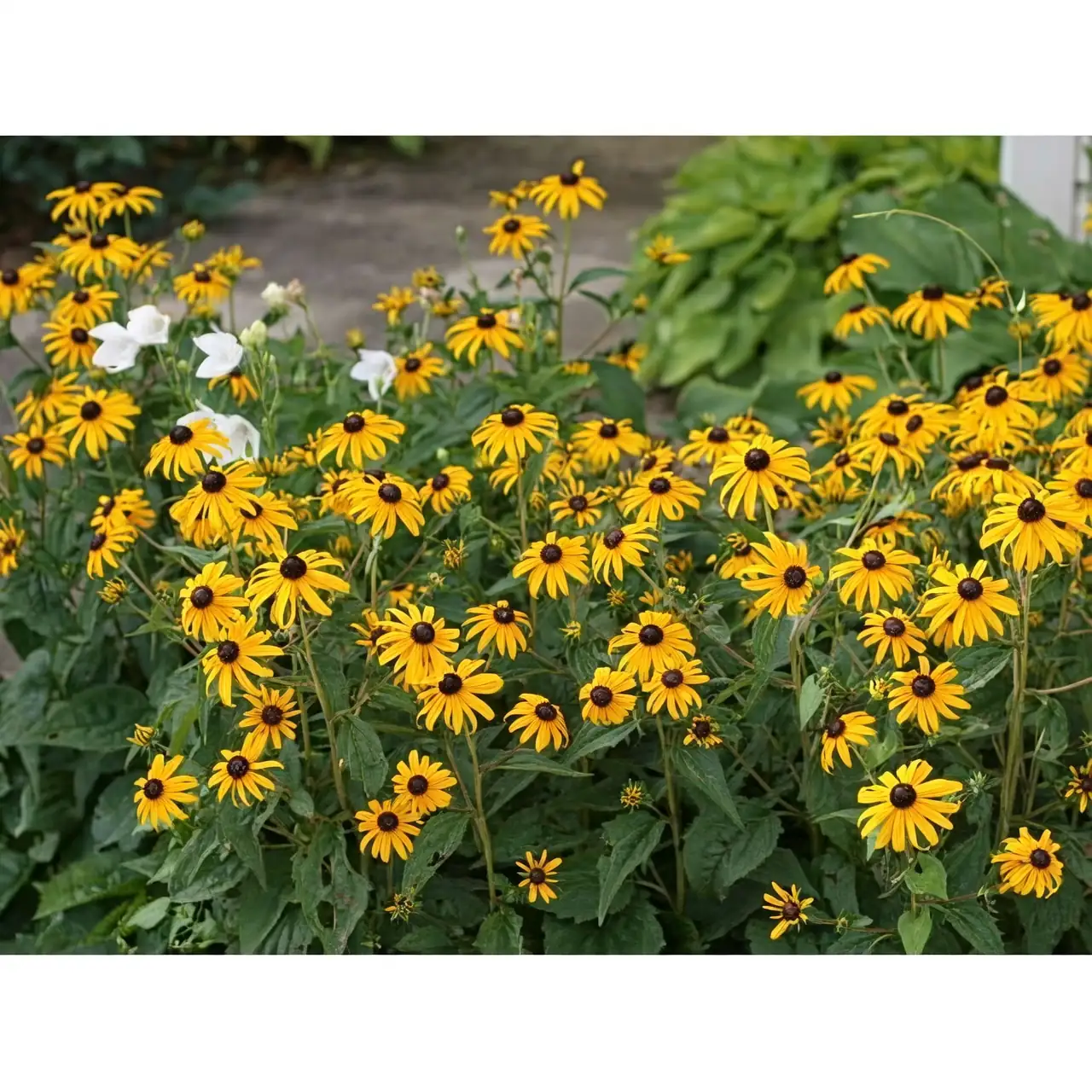 black-eyed susan with bees
