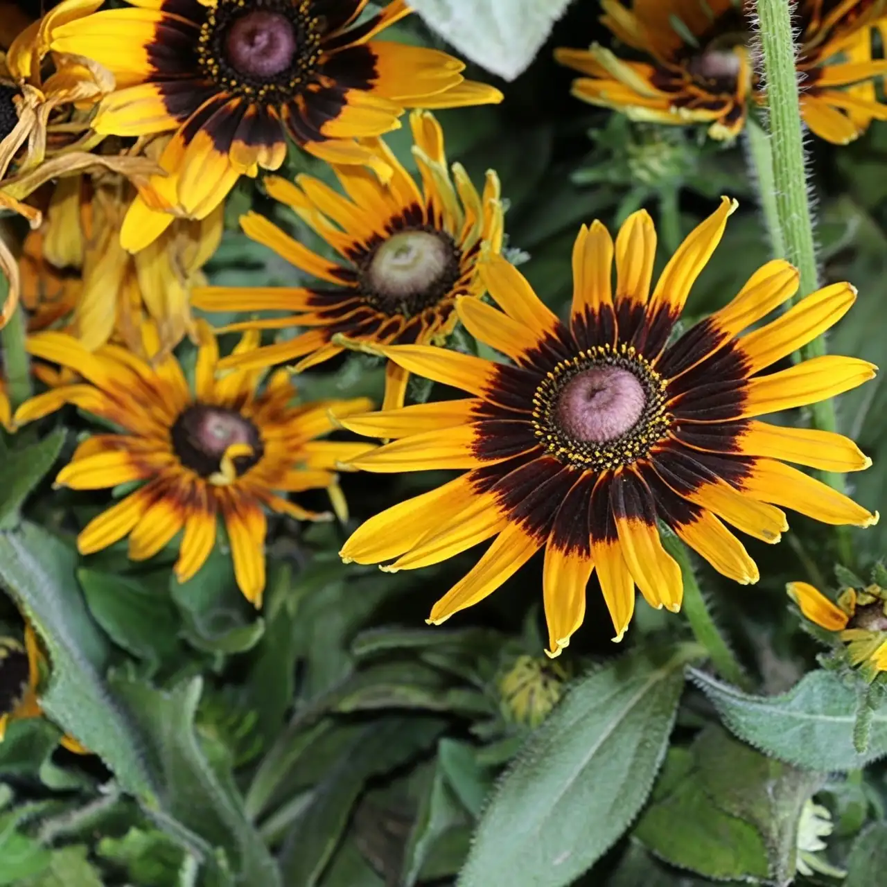 black-eyed susan garden planting