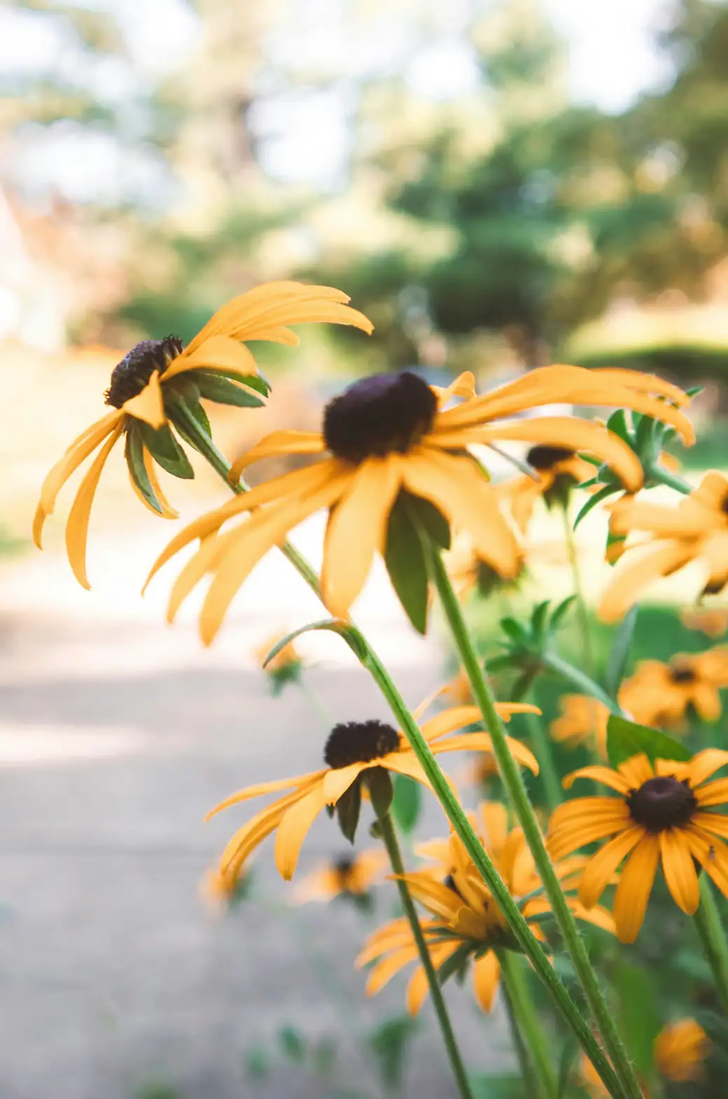 black-eyed susan garden sunlight