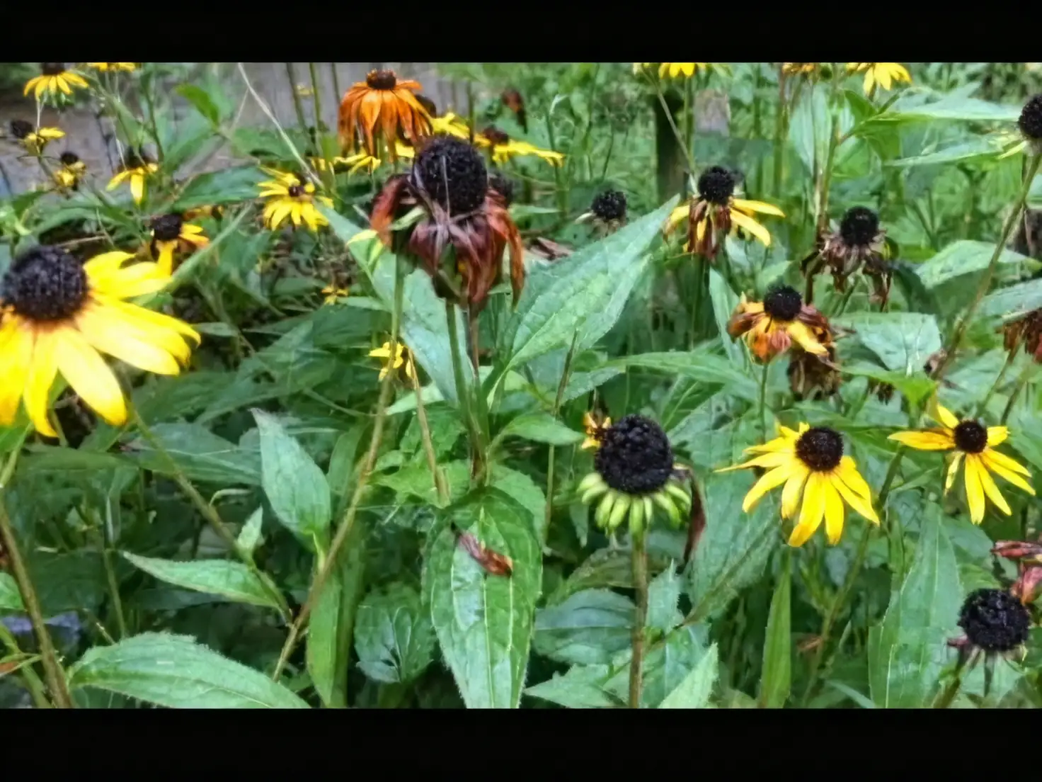 black-eyed susan pest management