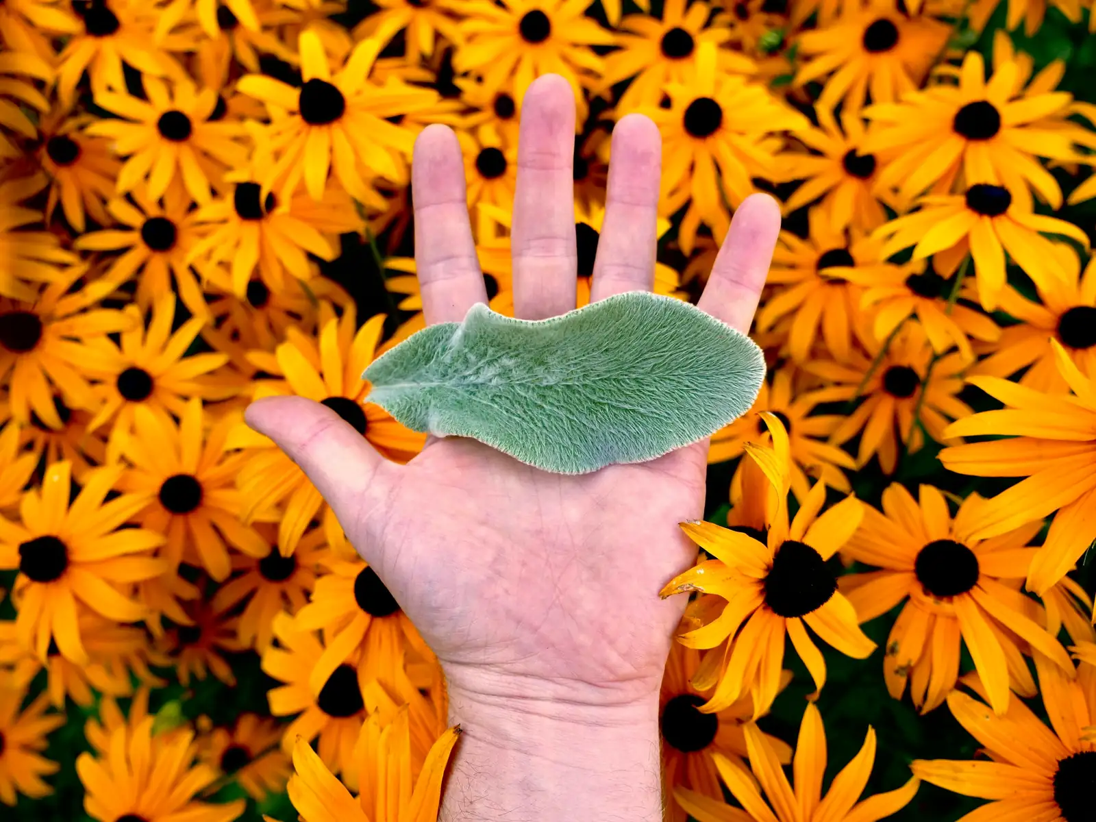 black-eyed susan pot transplanting