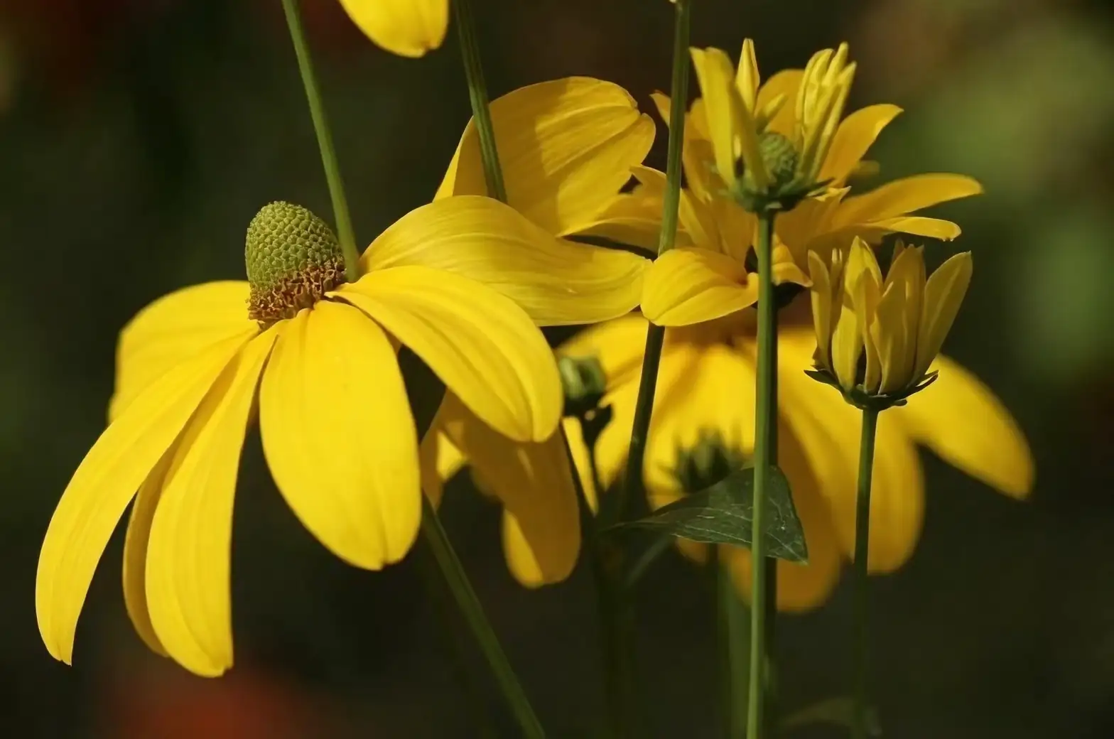 lavender and black-eyed susan together