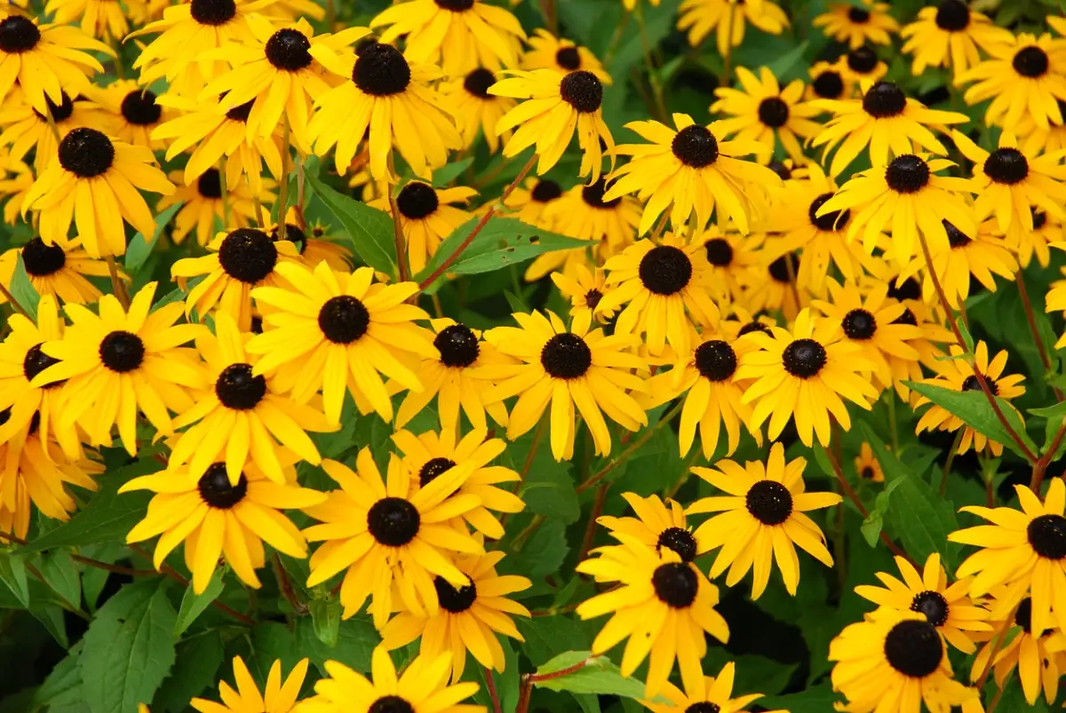 sedum and black-eyed susan drought-tolerant garden