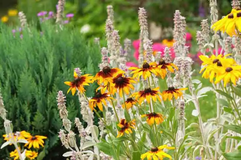 layered garden design with black-eyed susan
