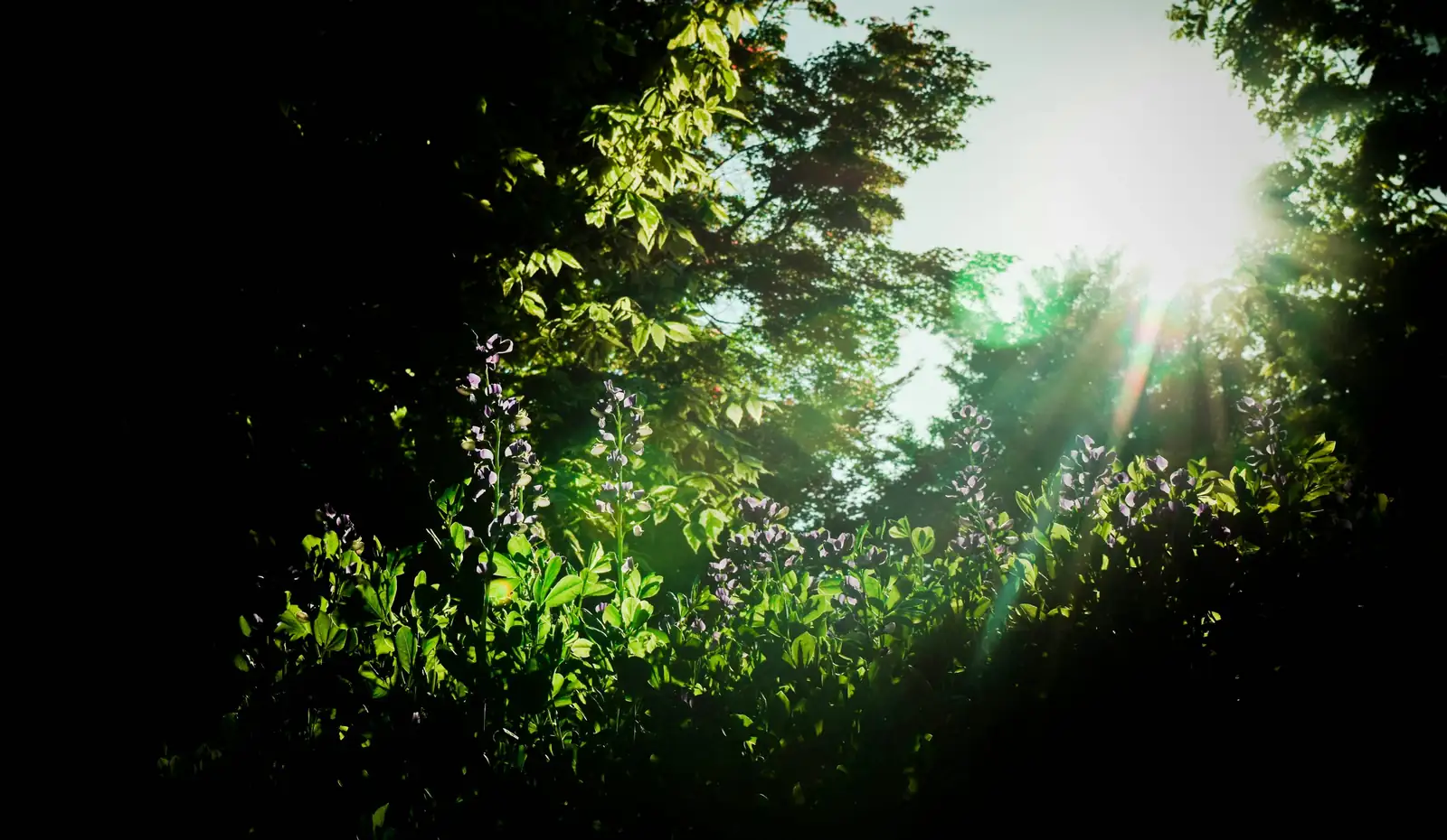 brazilian wood plant sunlight exposure