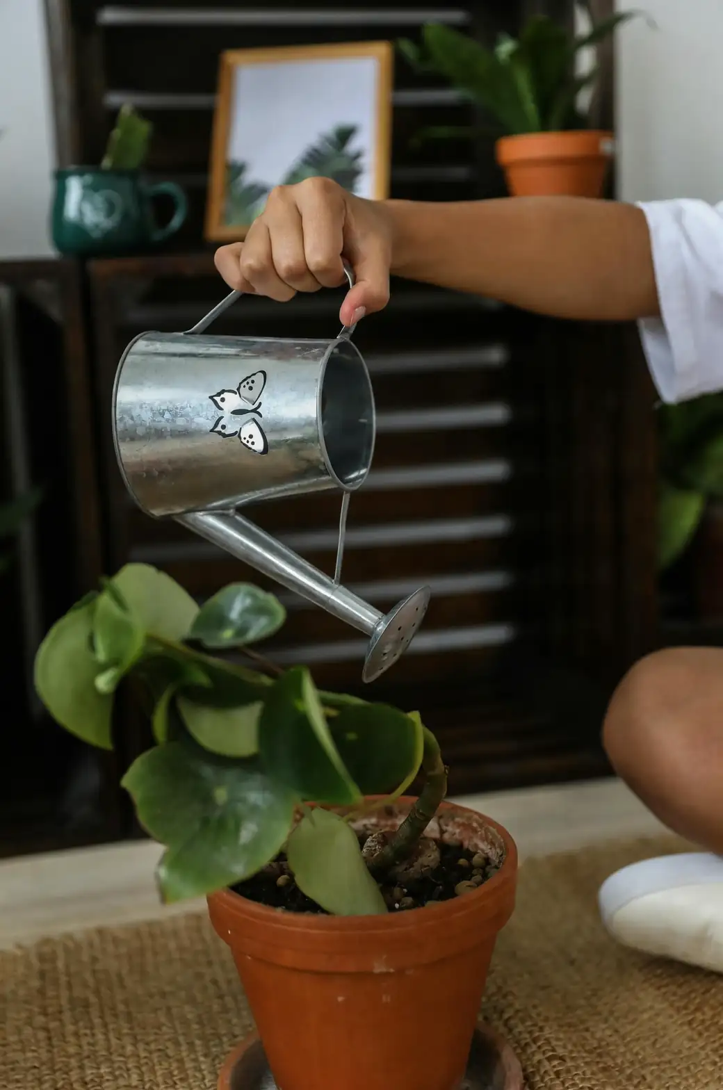 brazilian wood plant watering