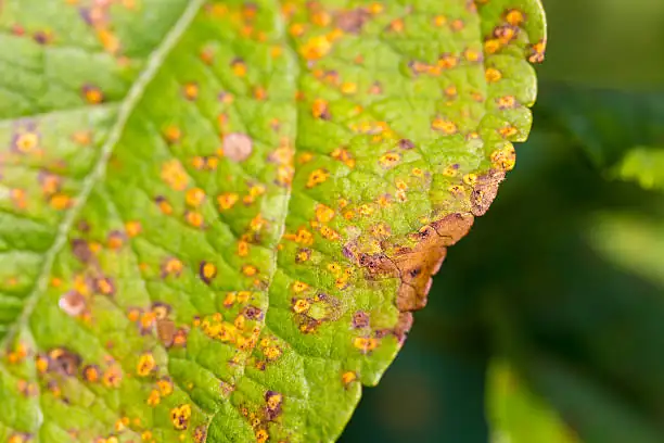 brazilian tree leaf spot disease