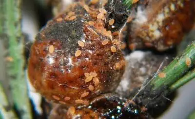 brazilian tree scale insect