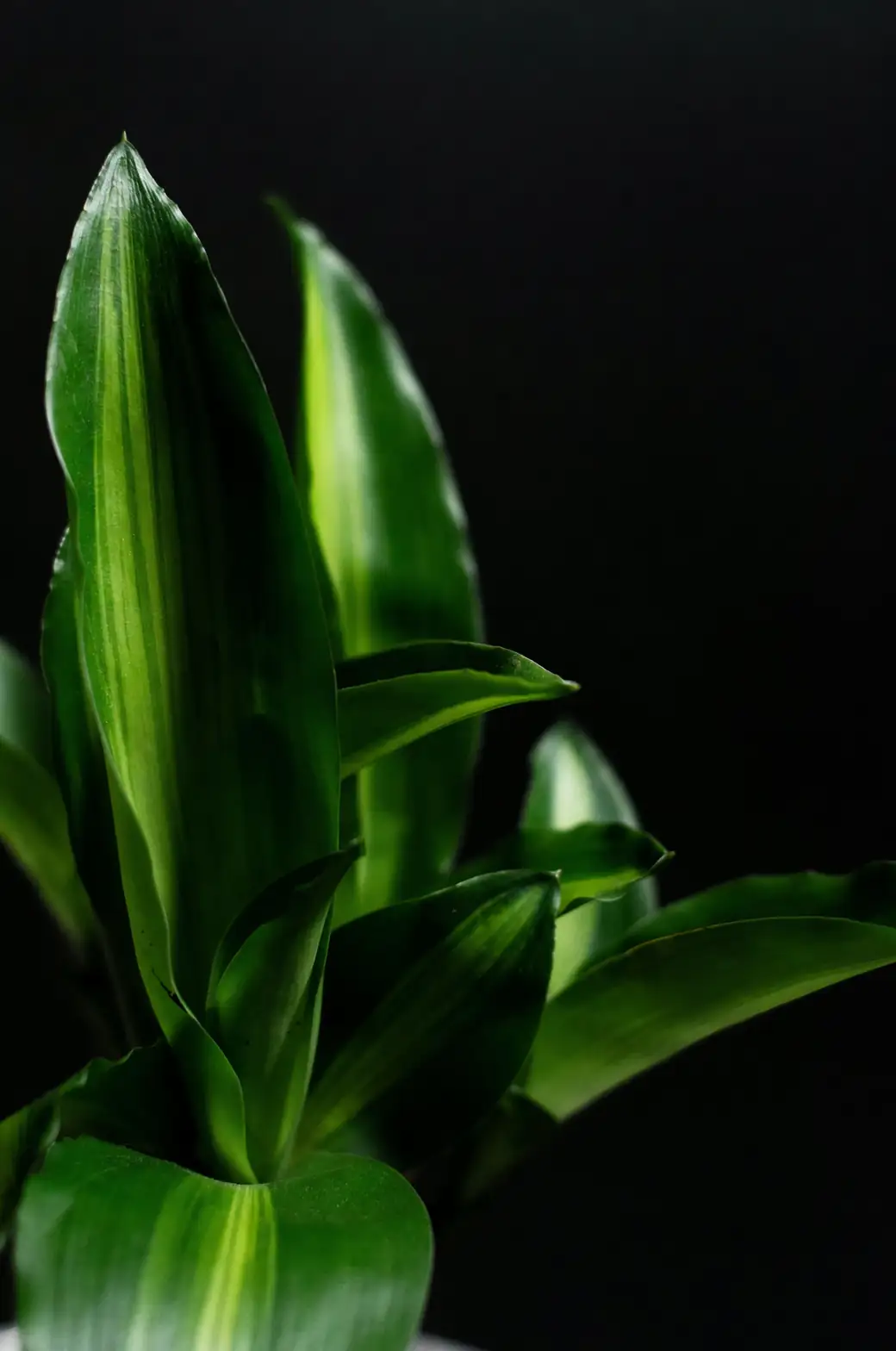 dracaena fragrans leaf close-up