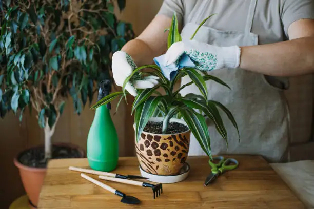 dracaena fragrans care tips