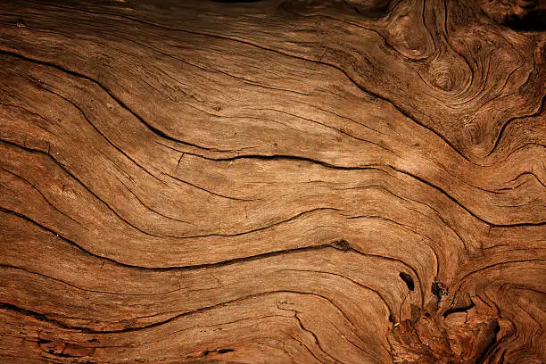 brazilwood leaves close-up