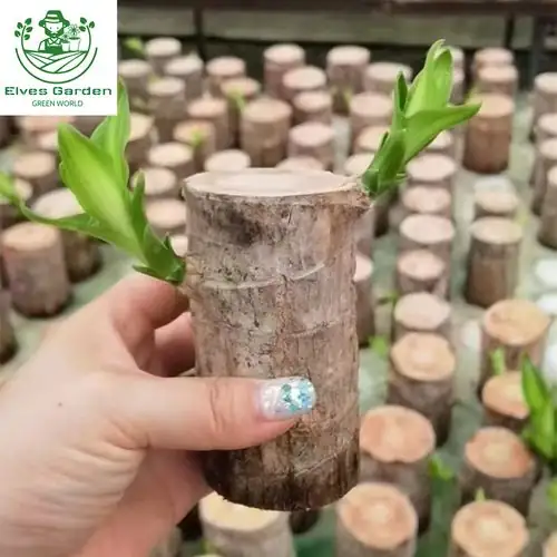 brazilwood partial shade