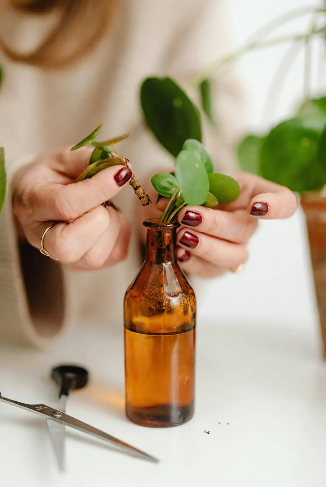 brazilwood propagation cutting