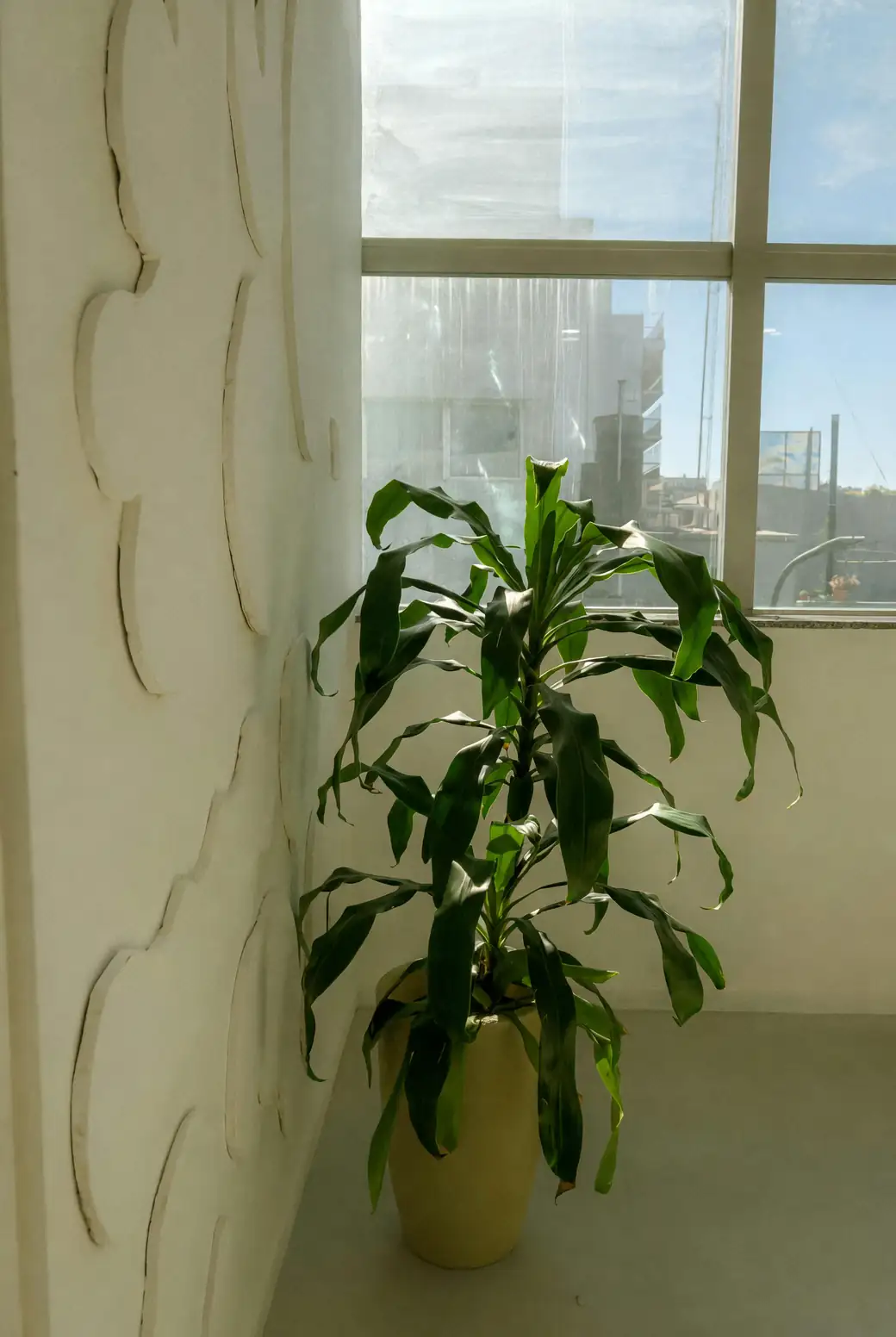 dracaena fragrans office decor