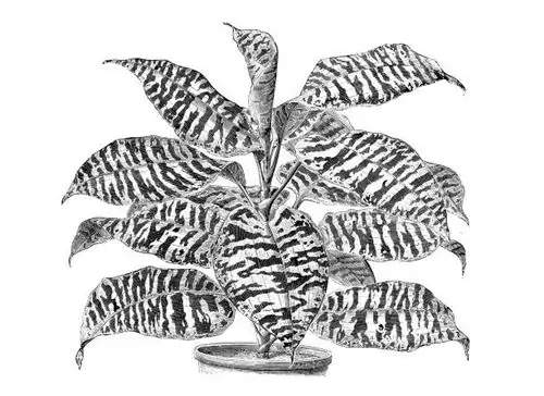 dracaena fragrans history illustration