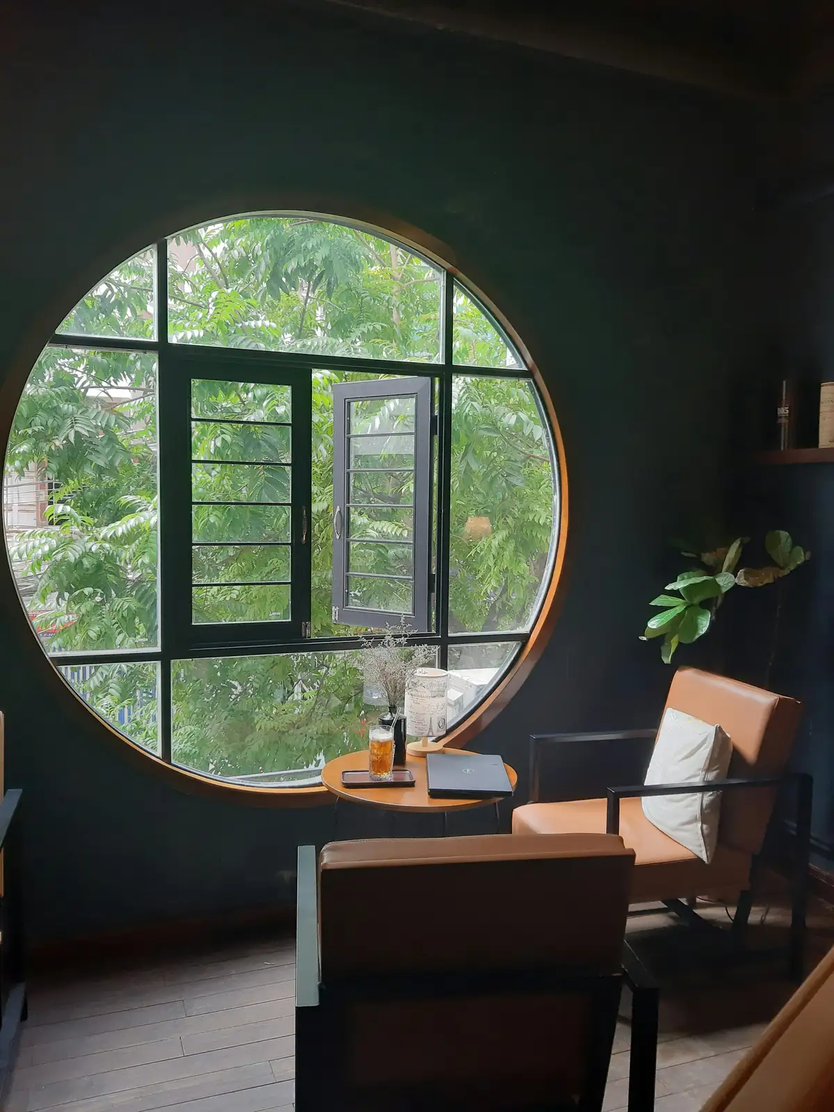 brazilwood near window