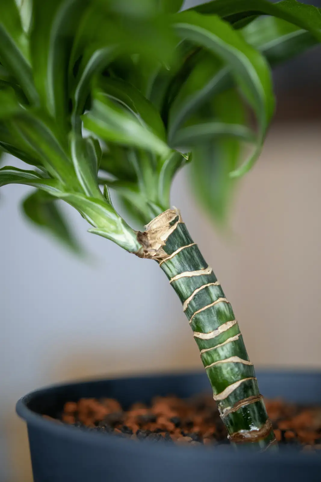 巴西木的繁殖课堂：轻松实现植物扩展计划