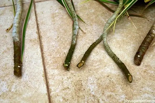 dracaena cuttings preparation