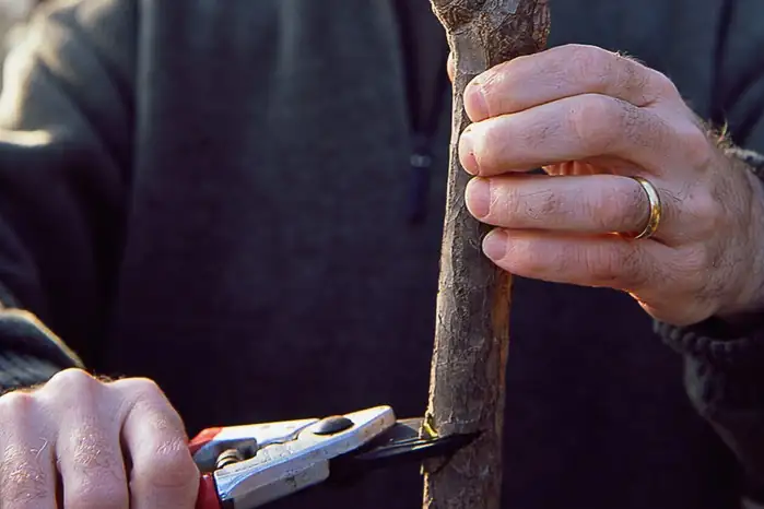 cutting dracaena stem