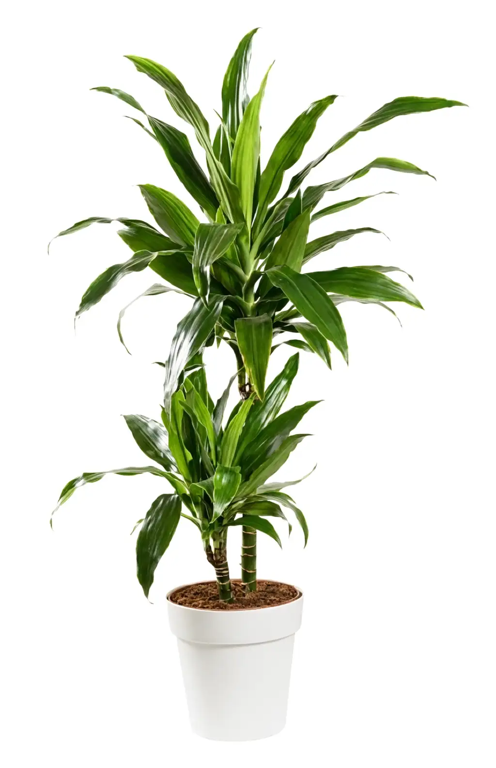 dracaena water propagation