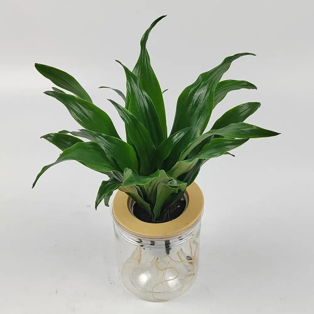 dracaena fragrans hydroponics setup