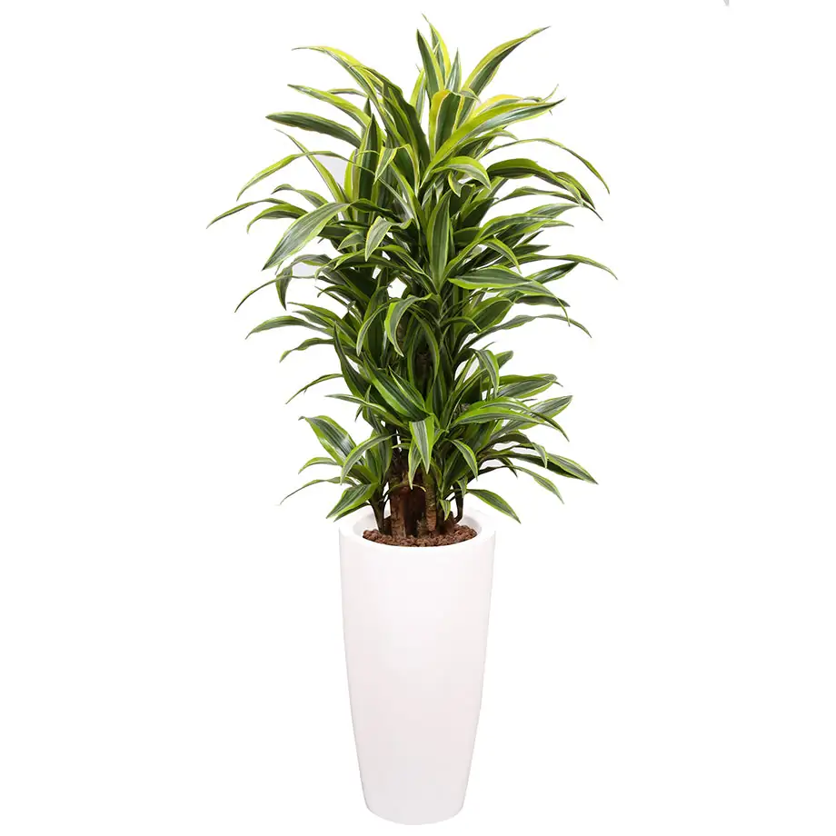 dracaena fragrans glass container