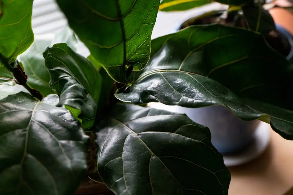 fiddle leaf fig window sunlight