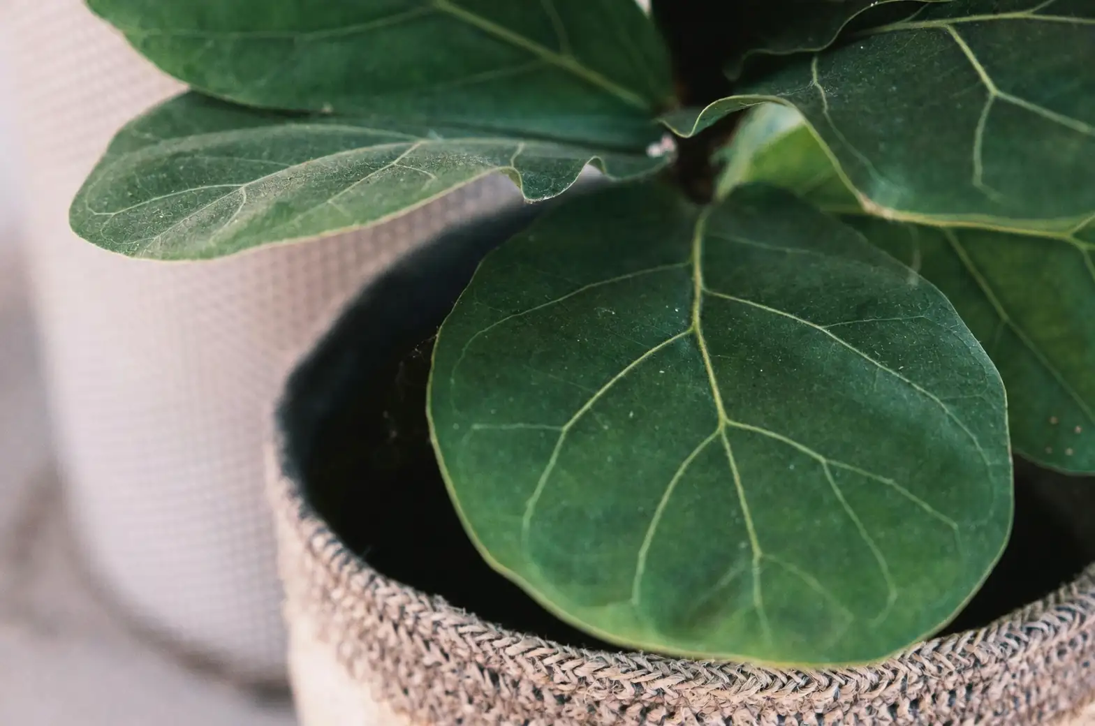 fiddle leaf fig spider mites