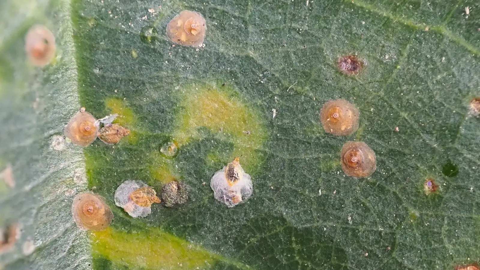 fiddle leaf fig scale insects