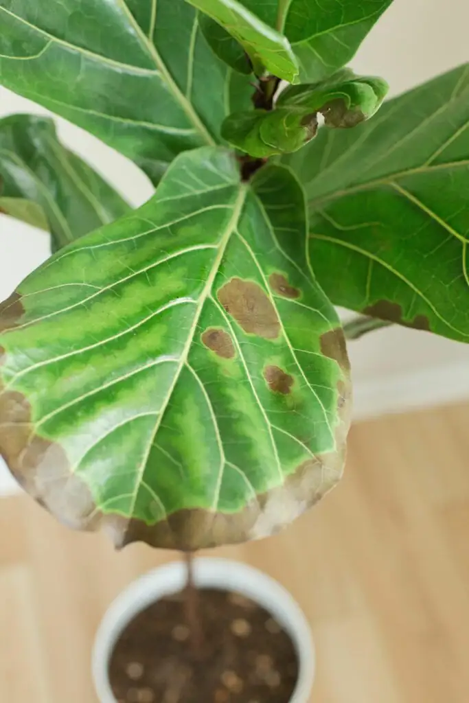 fiddle leaf fig root rot signs