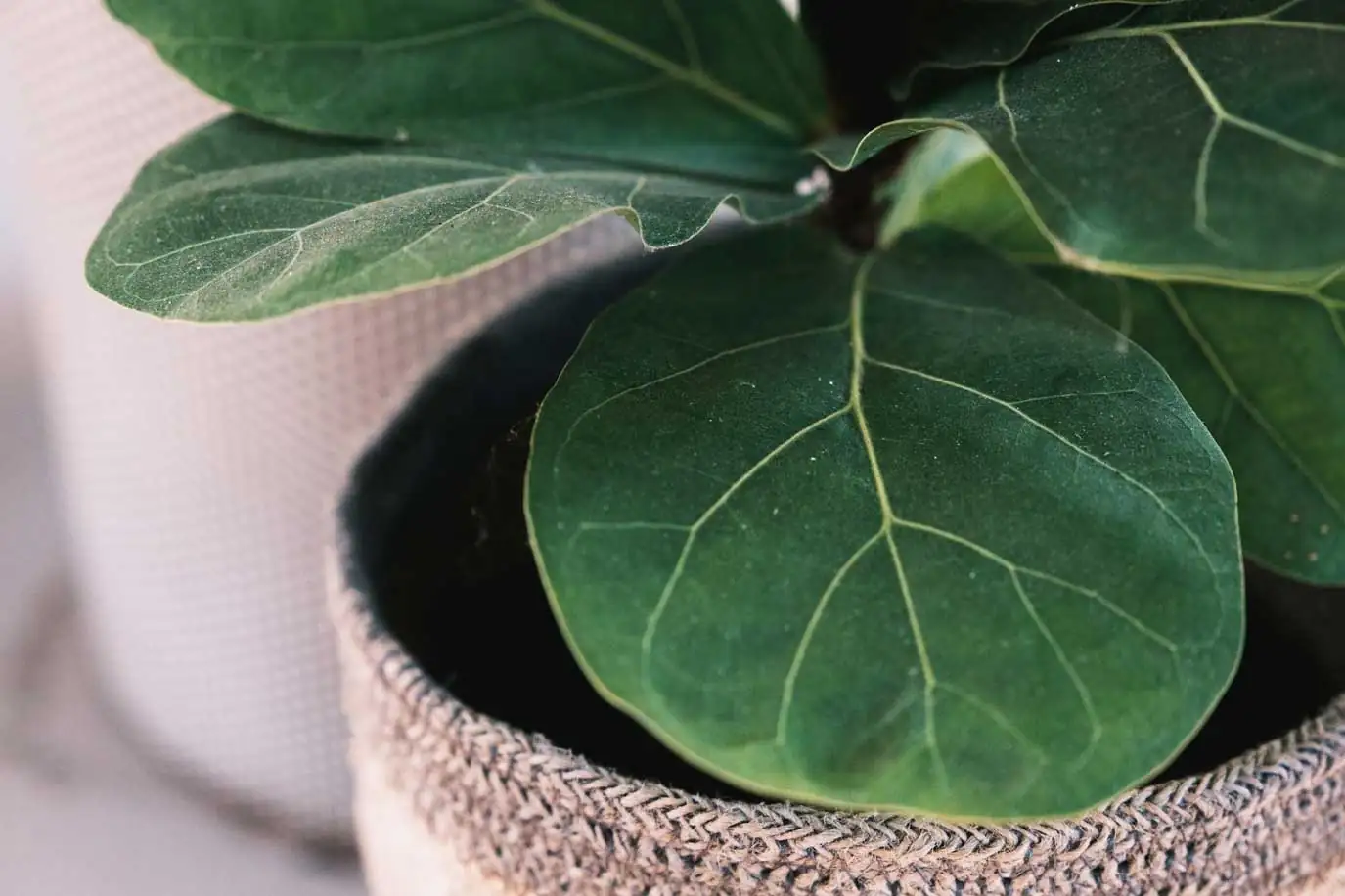 ficus lyrata in African rainforest