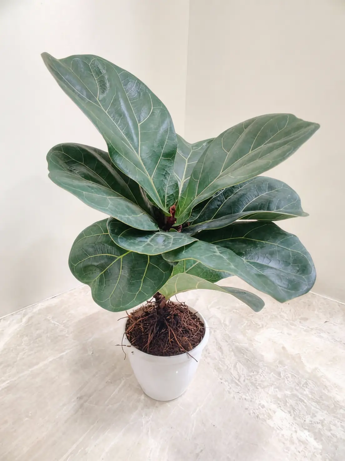 ficus lyrata in office space