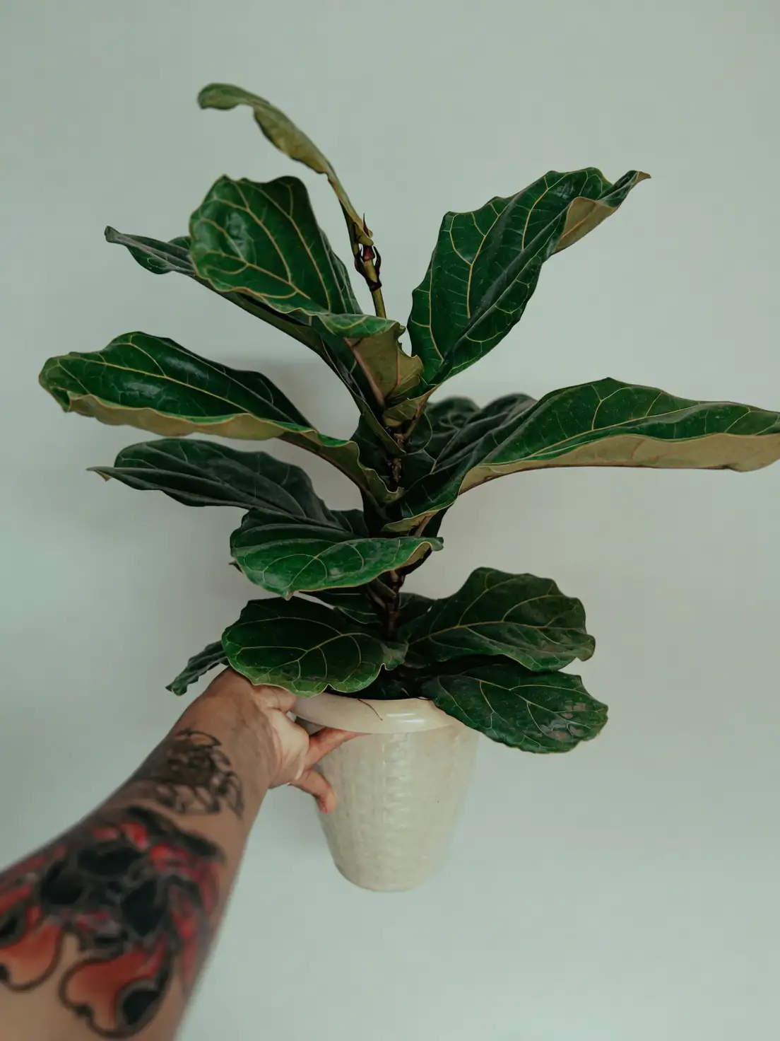 ficus lyrata care pruning