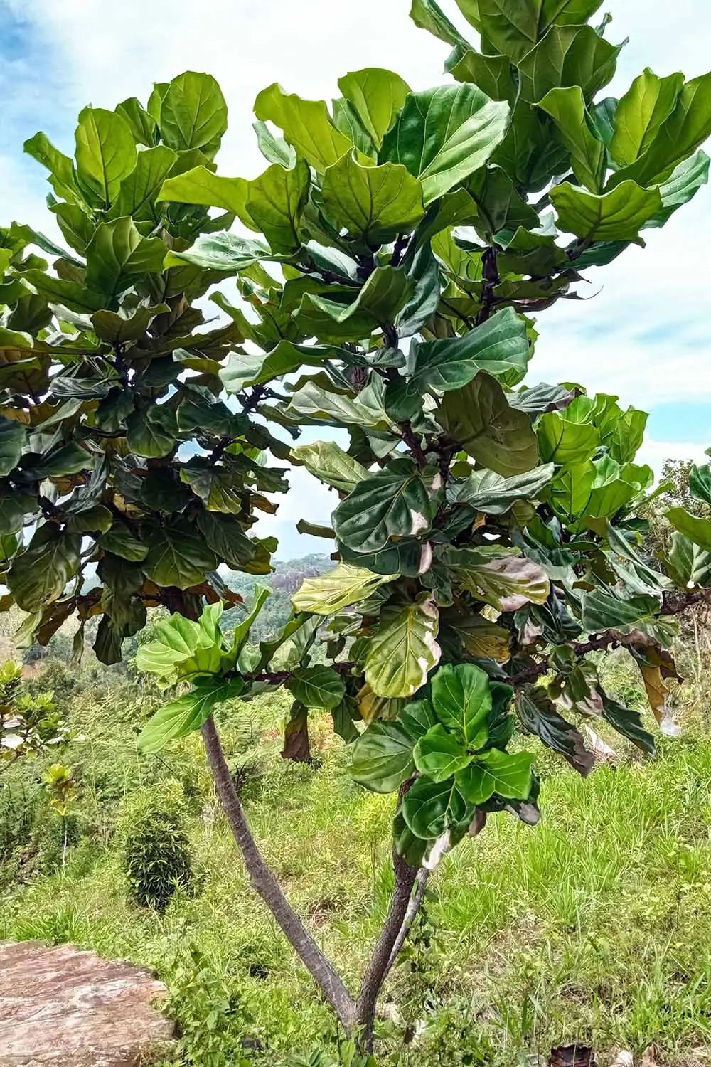 fiddle leaf fig rainforest habitat
