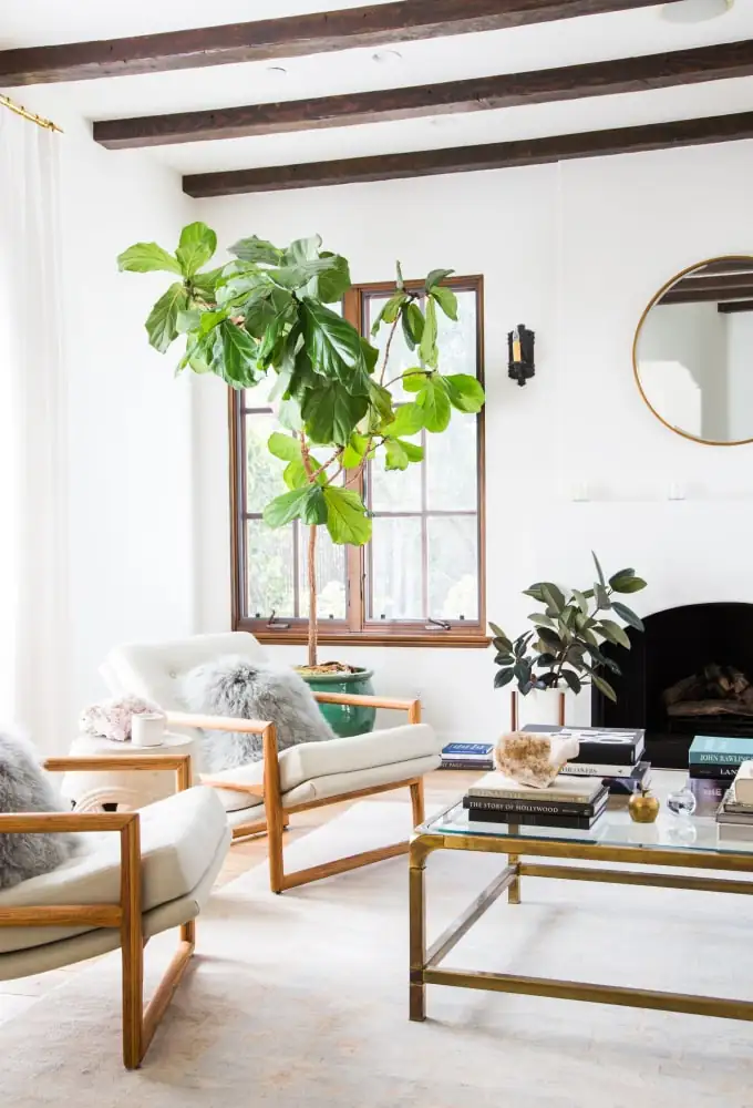 fiddle leaf fig in modern living room