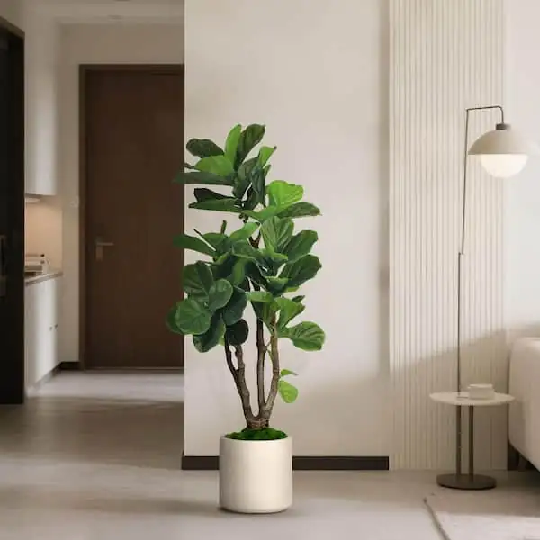 琴叶榕的花语：和谐与吉祥的象征