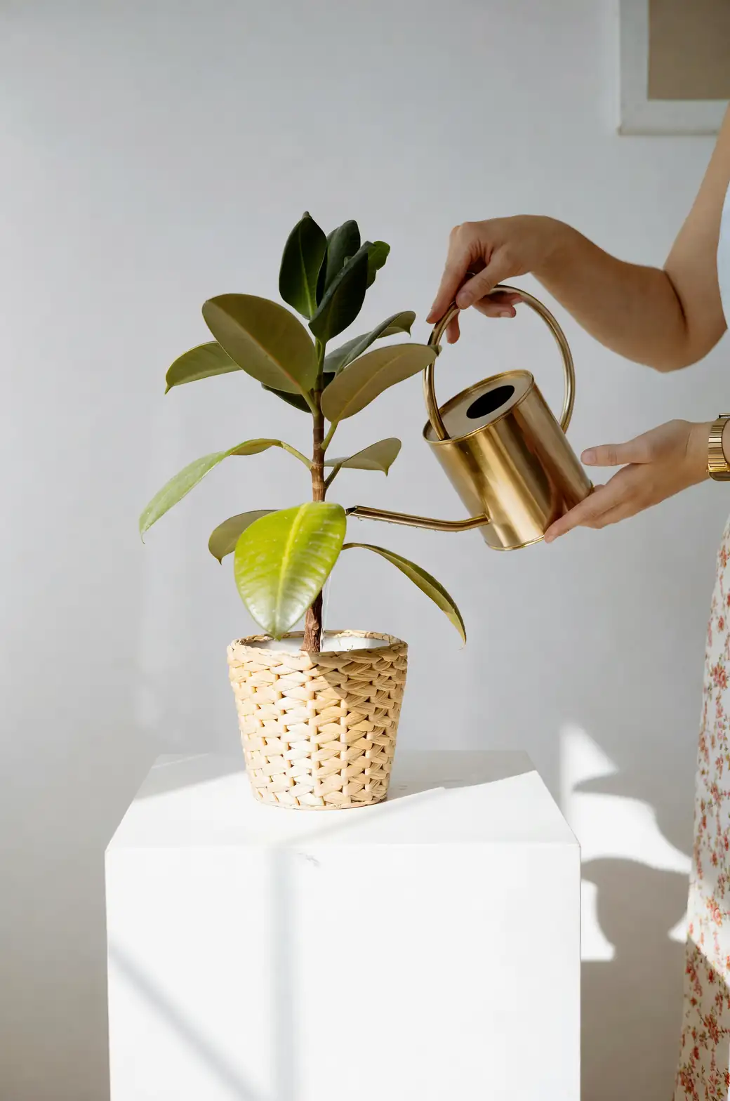 fiddle leaf fig in artist studio