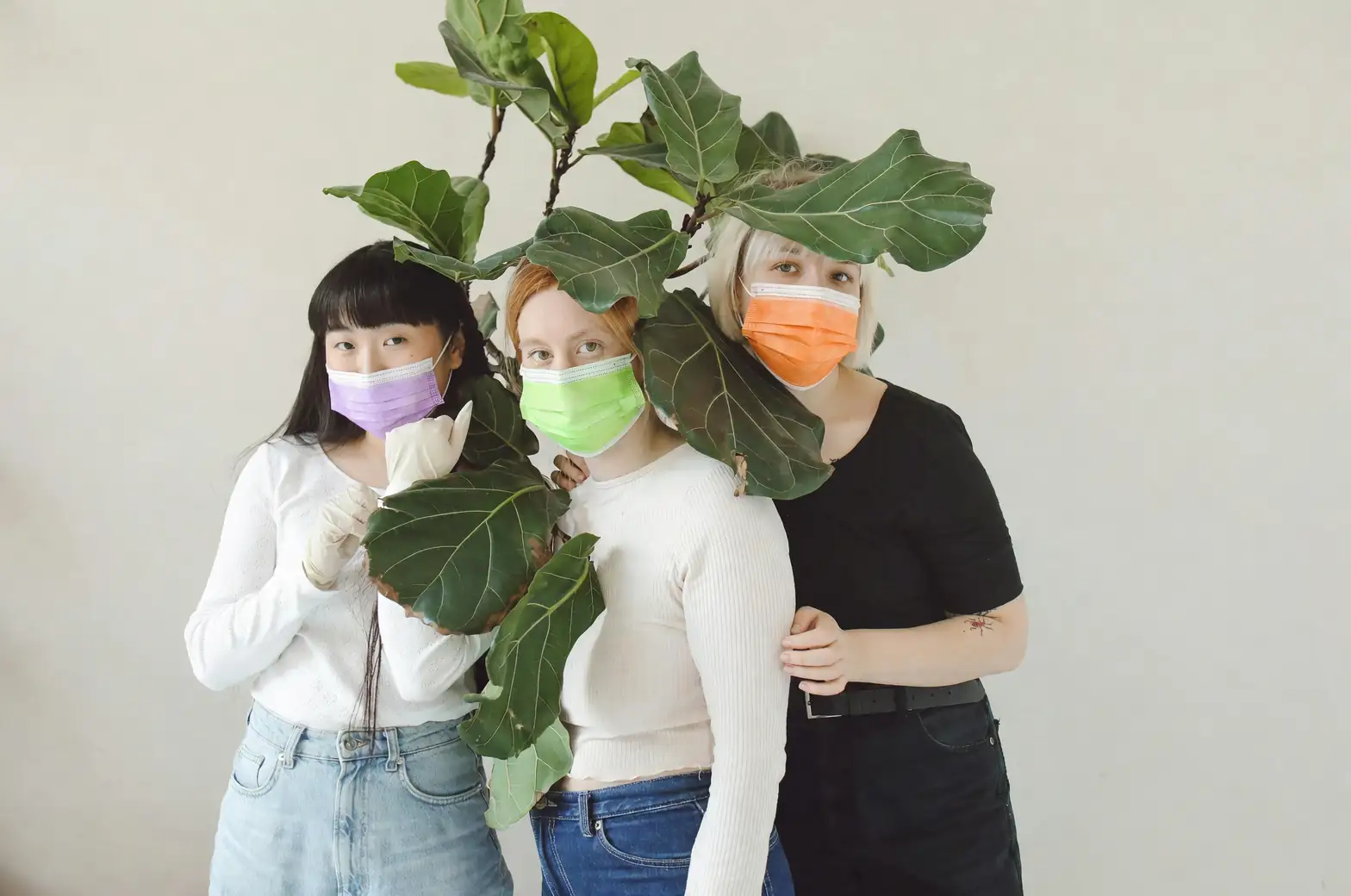 fiddle leaf fig social media trend