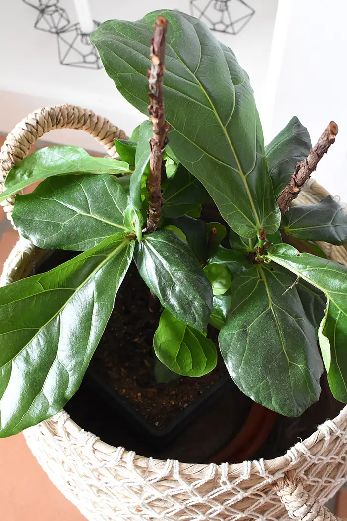 cutting fiddle leaf fig branch
