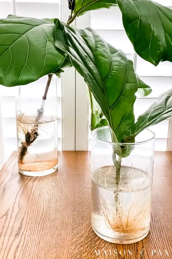 fiddle leaf fig propagation setup