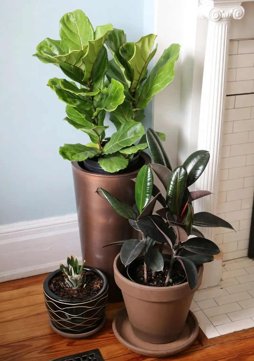 rubber plant next to fiddle leaf fig