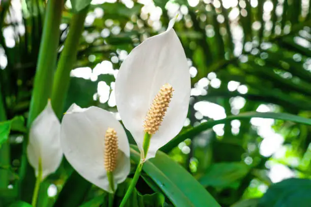 peace lily blooming next to fiddle leaf fig