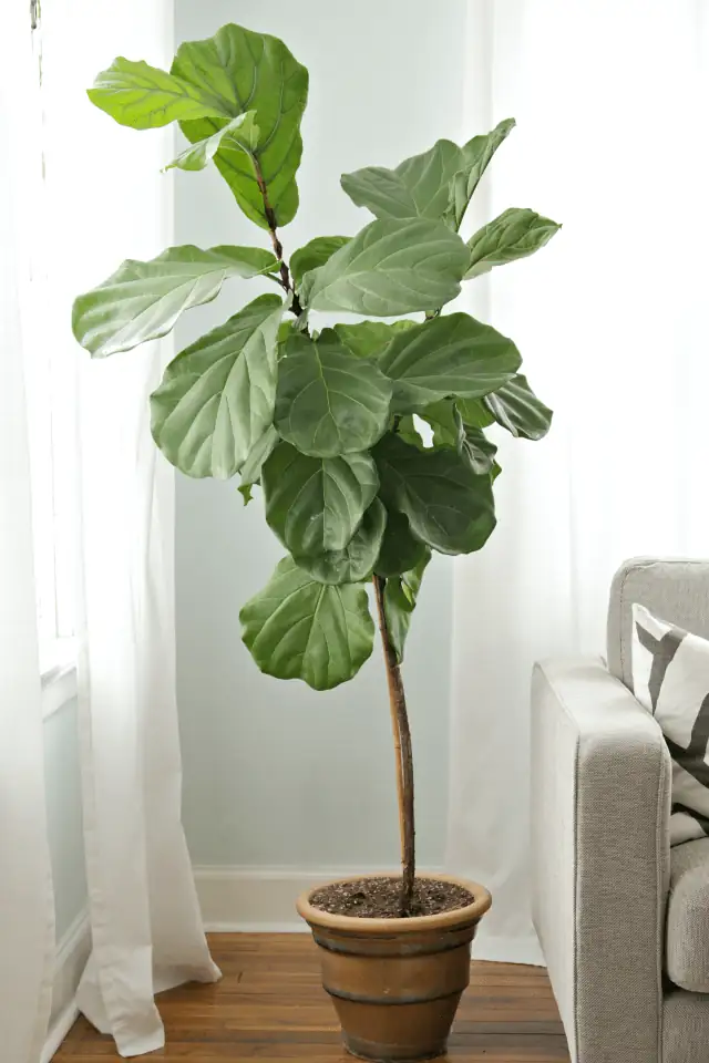 happy tree next to fiddle leaf fig