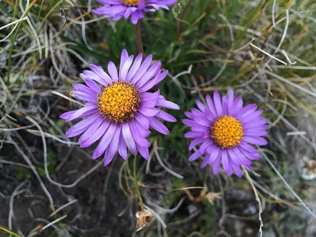 alpine aster well-drained soil