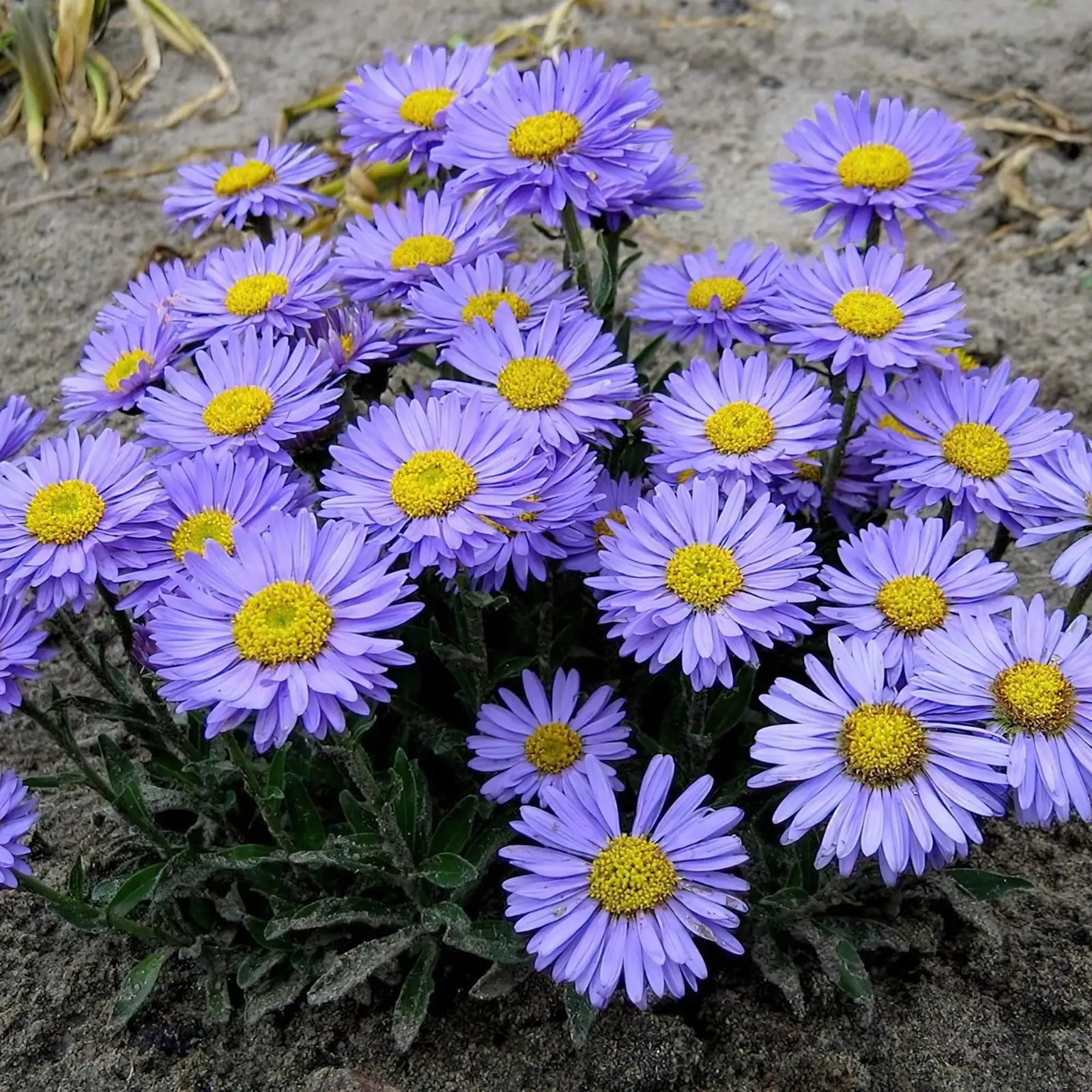 alpine aster propagation methods