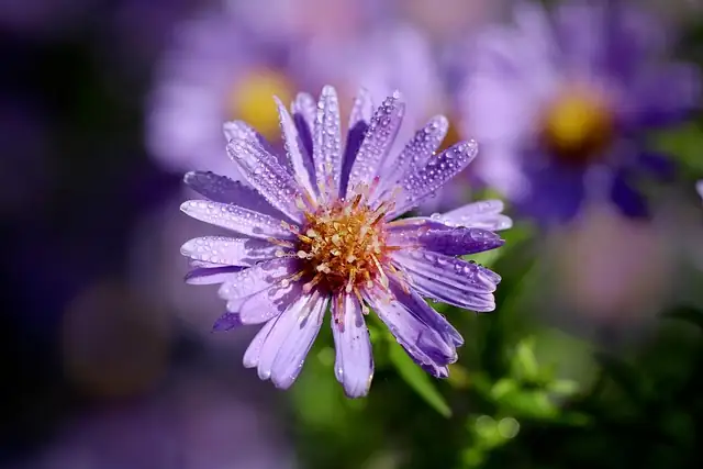 Aster alpinus leaf disease