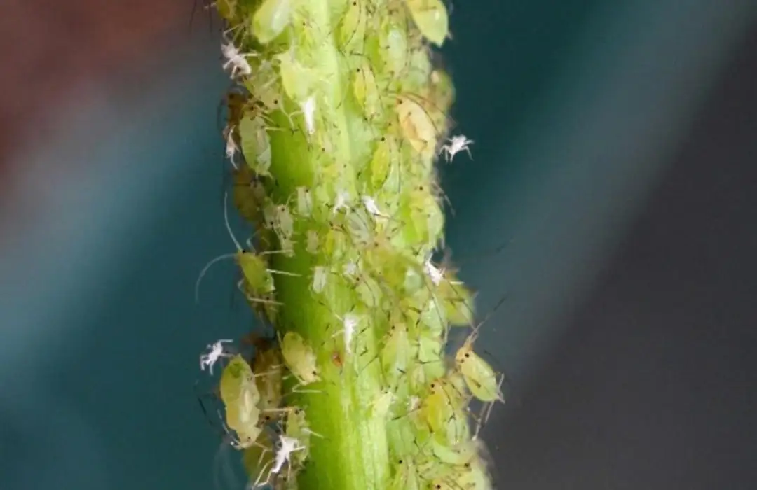 Aster alpinus aphids infestation