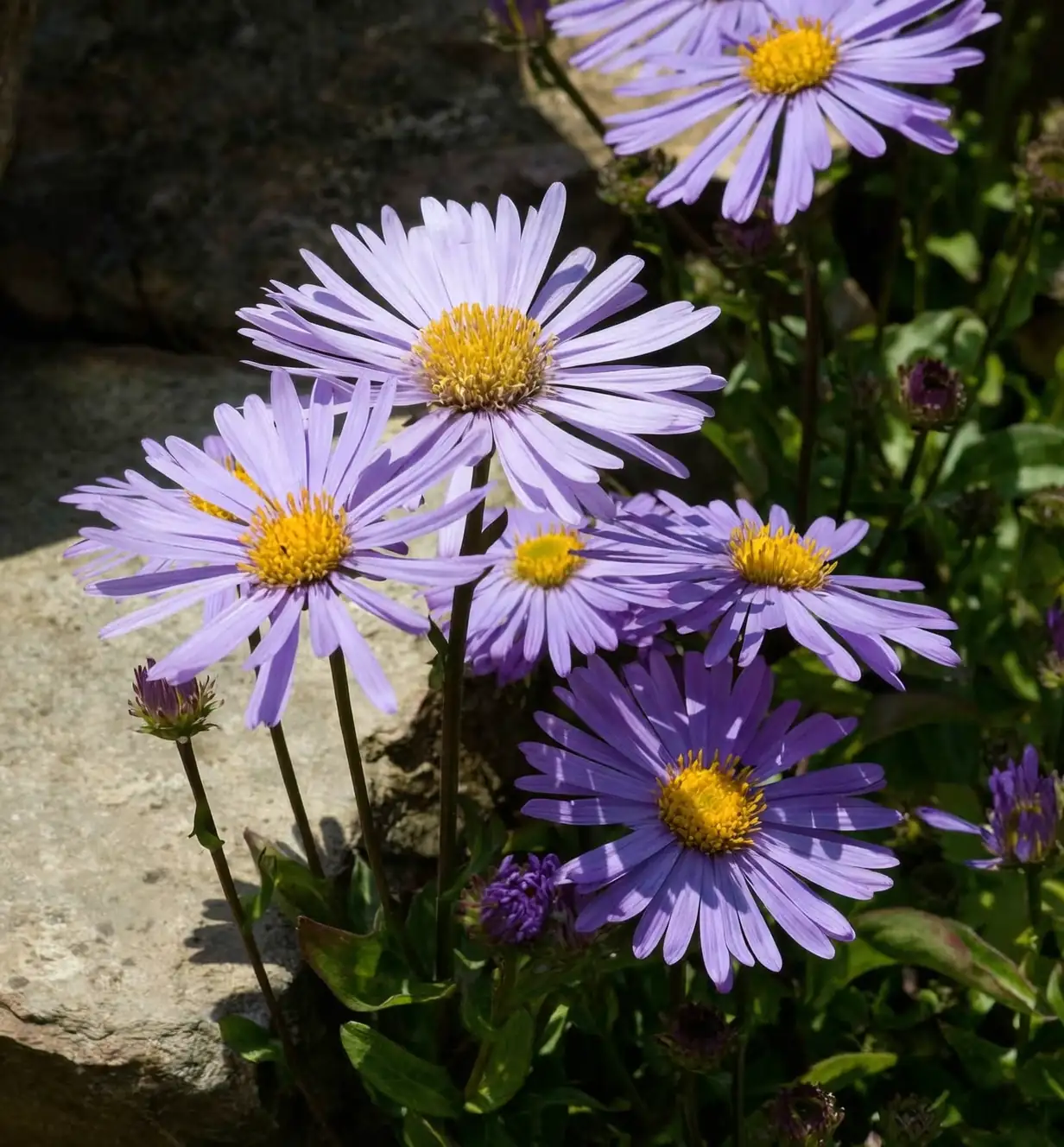 Aster alpinus in alpine meadow