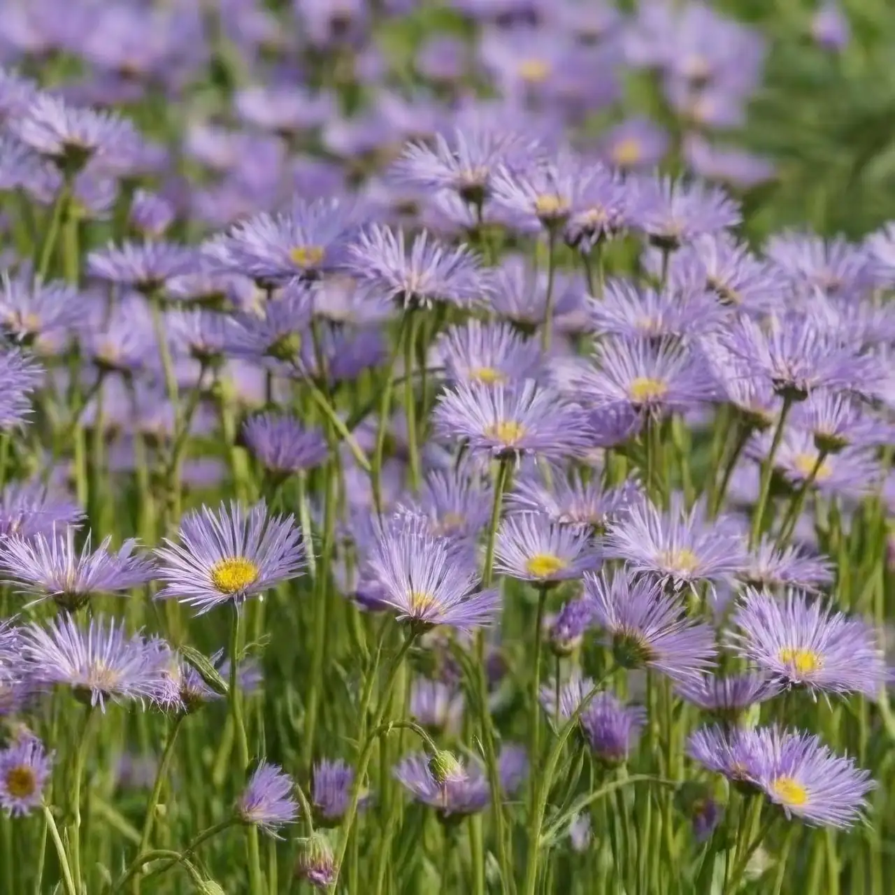alpine aster in rocky garden