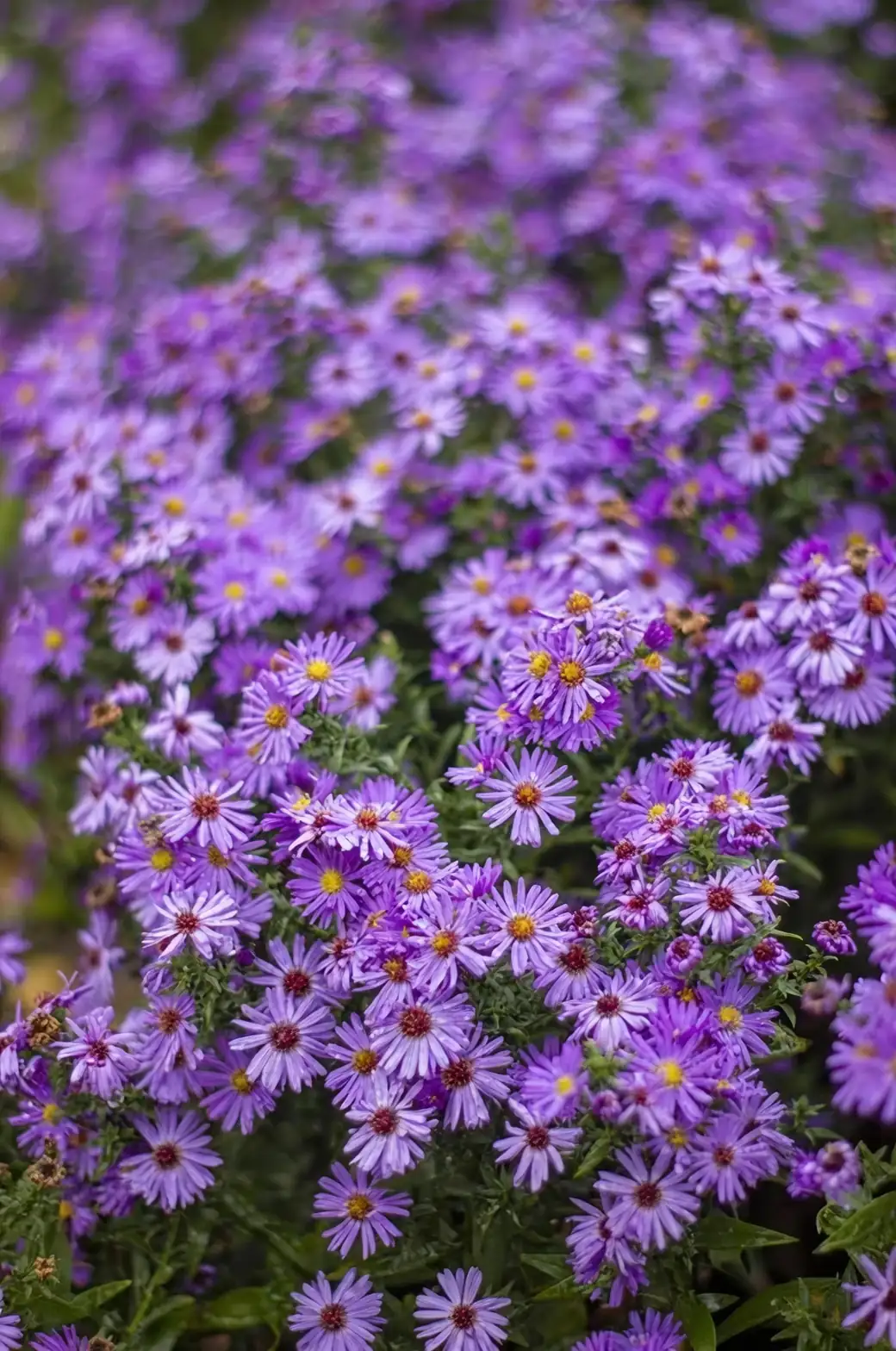 alpine aster on sunny balcony